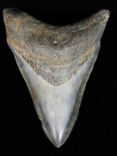 Serrated Lower Megalodon Tooth - Georgia #39924